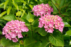 HYDRANGEA MACROPHYLLA