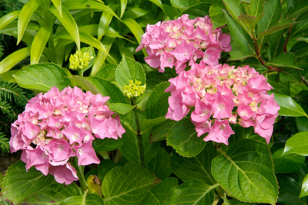 HYDRANGEA MACROPHYLLA