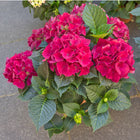 HYDRANGEA MACROPHYLLA
