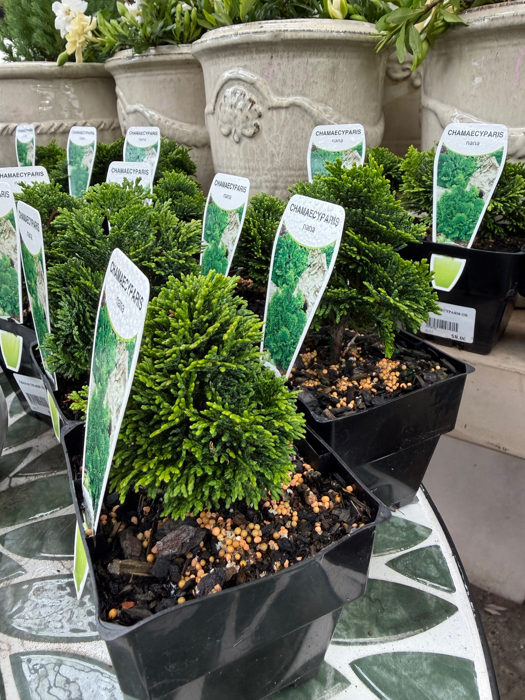 CHAMAECYPARIS OBTUSA NANA 100MM