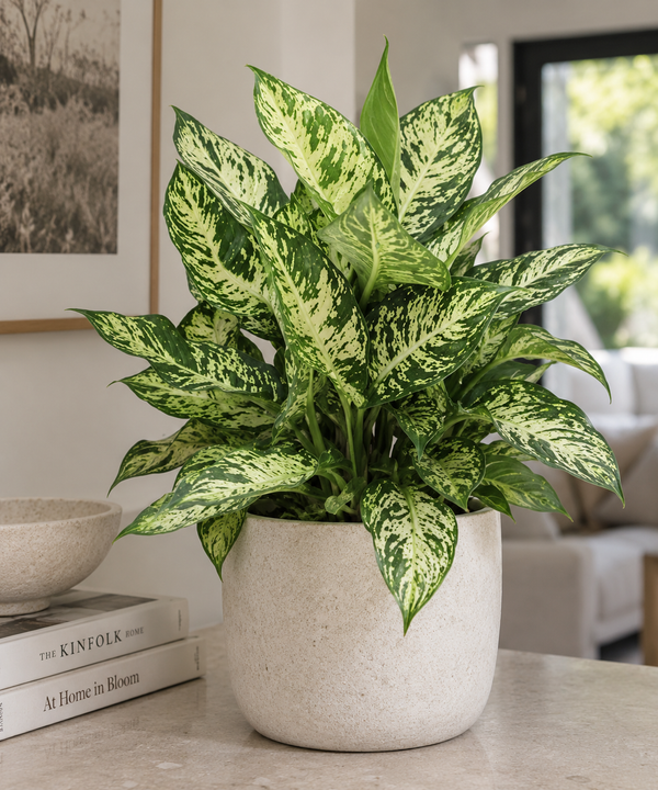 DIEFFENBACHIA 'SUBLIME'