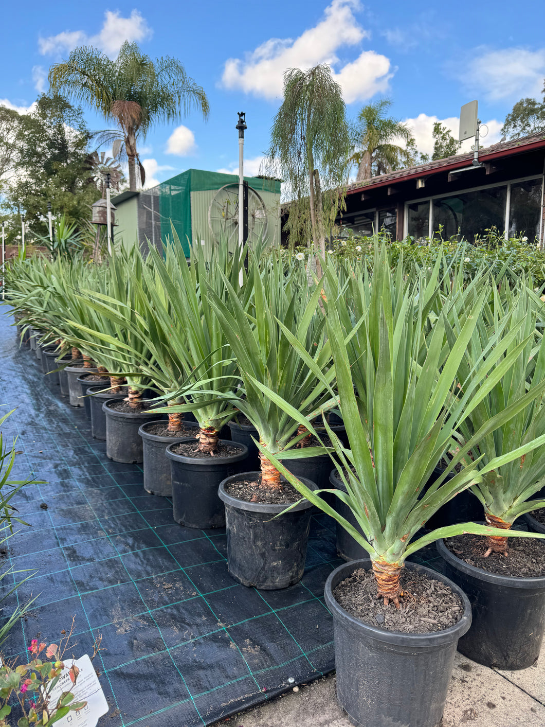 Dracaena Draco Dragon Tree