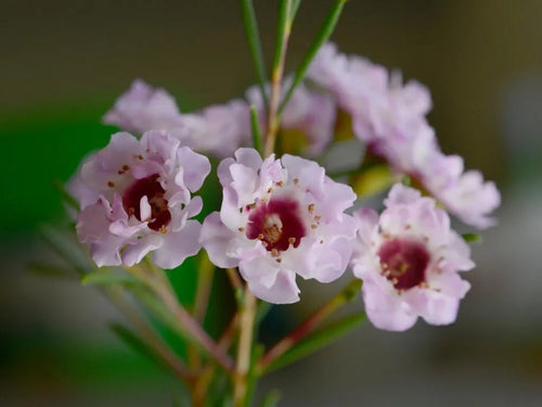CHAMELAUCIUM EARLY PINK- GERALDTON WAX 200MM Sydney's Plant Market