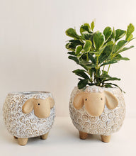 Load image into Gallery viewer, SHEEP PLANTER
