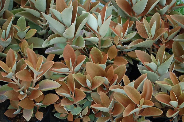 KALANCHOE COPPER SPOONS 200MM Sydney's Plant Market
