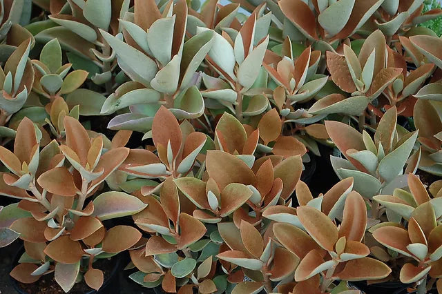 KALANCHOE COPPER SPOONS 200MM Sydney's Plant Market