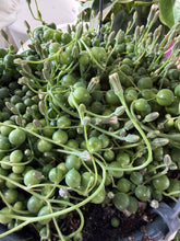 Load image into Gallery viewer, STRING OF PEARLS - HANGING BASKET
