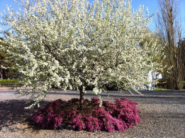 PYRUS NIVALIS - SNOW PEAR