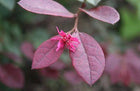 Loropetalum China Pink Sydney's Plant Market