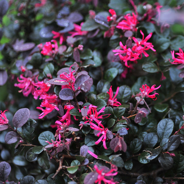 Loropetalum China Pink Sydney's Plant Market