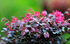 Loropetalum China Pink Sydney's Plant Market