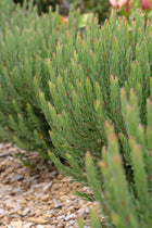 LEUCADENDRON MODESTUM STRAWBERRY FAIR