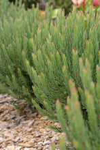 Load image into Gallery viewer, LEUADENDRON MODESTUM STRAWBERRY FAIR
