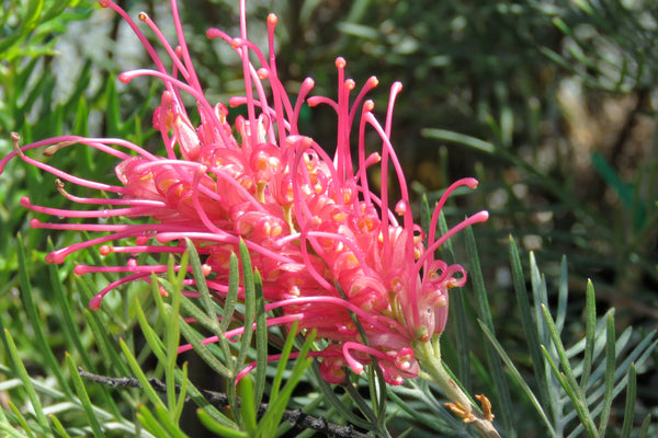 GREVILLEA LOLLYPOPS