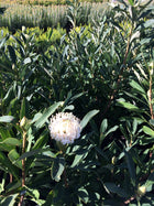TELOPEA SHADY LADY WHITE