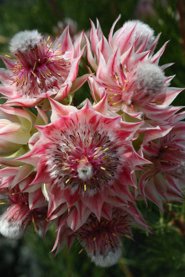 SERRURIA 'PRETTY IN PINK' PBR