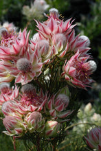 Load image into Gallery viewer, SERRURIA PRETTY IN PINK
