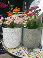 SYRACUSE EGG SKID POT - ASSORTED Sydney's Plant Market