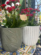 SYRACUSE EGG SKID POT - ASSORTED Sydney's Plant Market