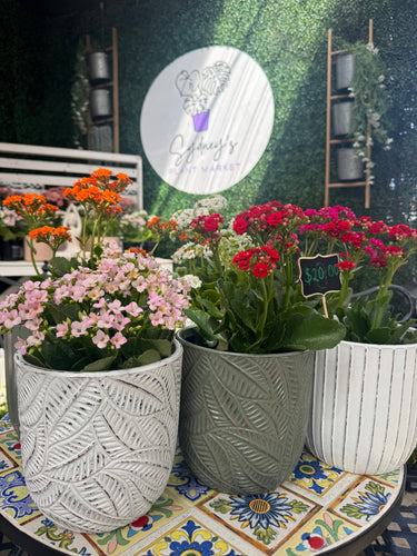 SYRACUSE EGG SKID POT - ASSORTED Sydney's Plant Market