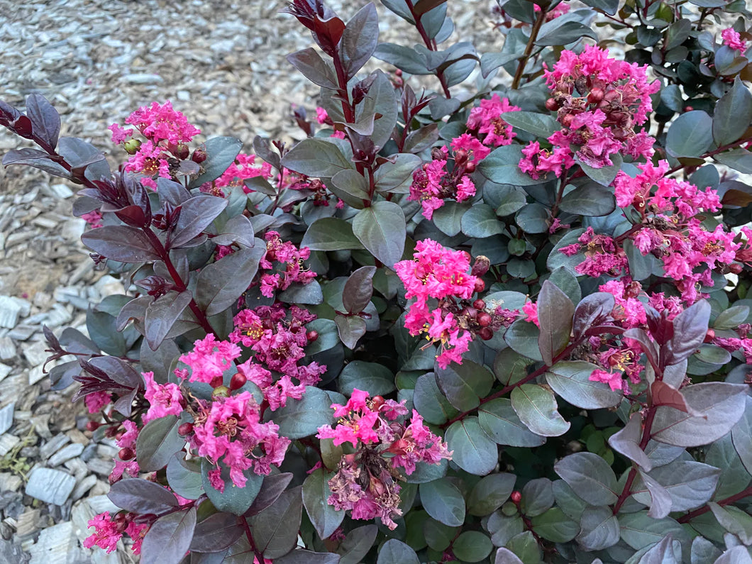 CREPE MYRTLE PINKIE PINK