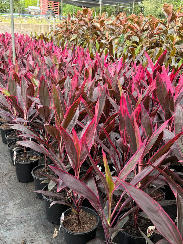 CODYLINE FRUITICOSA 'RUBY'