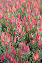 LEUCADENDRON HARLEQUIN
