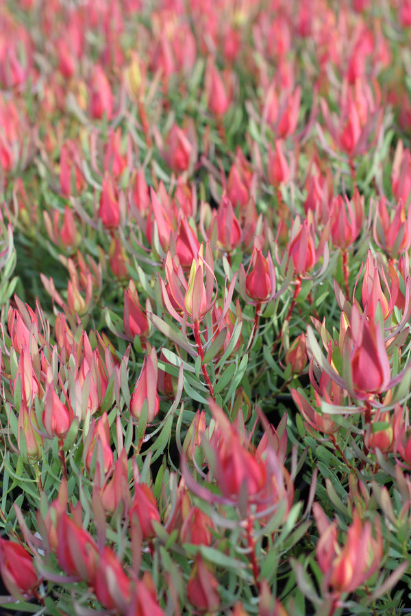 LEUCADENDRON HARLEQUIN