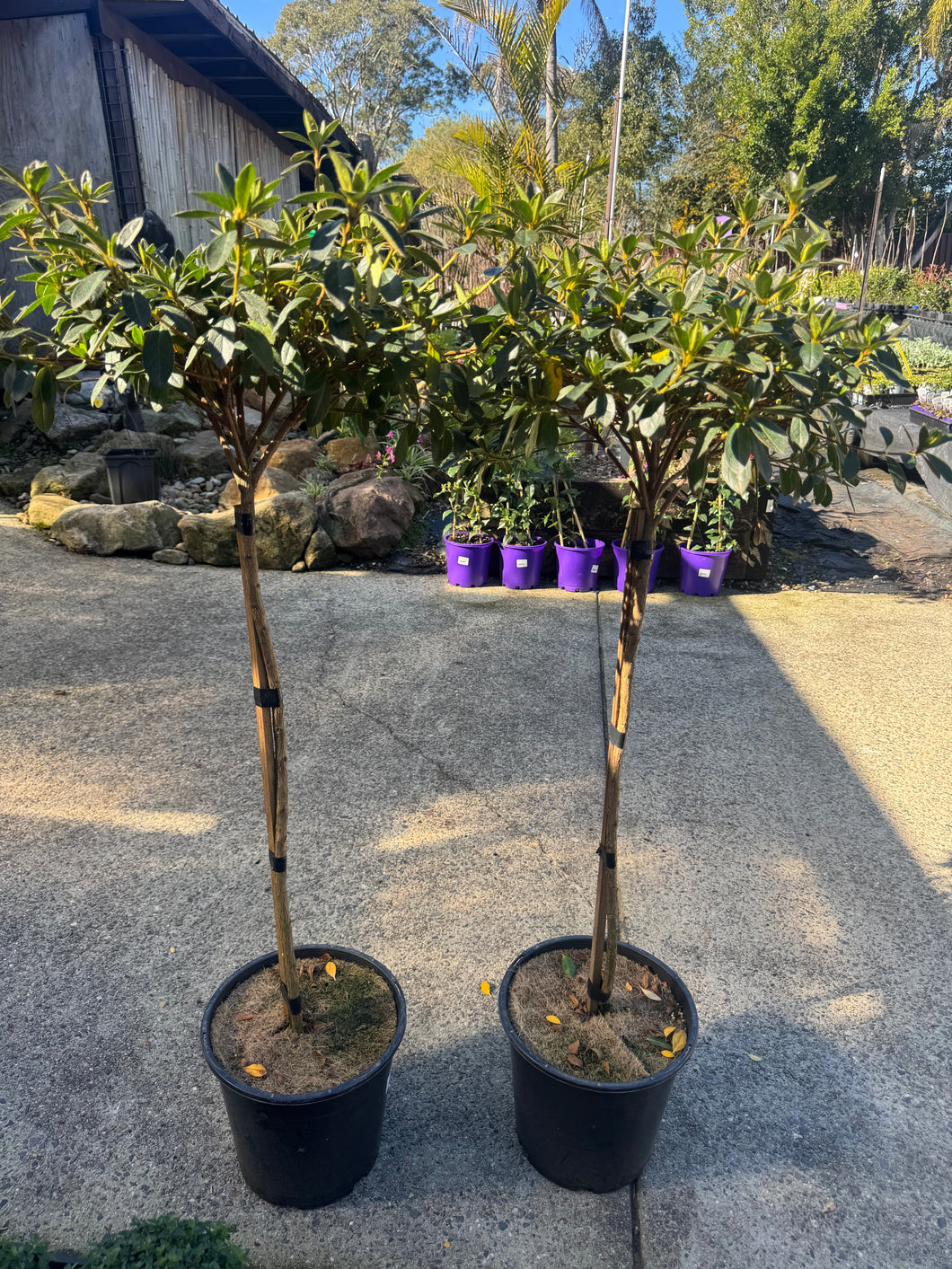 AZALEA STANDARD