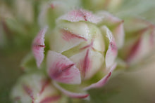 Load image into Gallery viewer, SERRURIA PRETTY IN PINK
