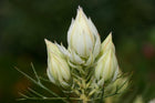 SERRURIA FLORIDA 'BLUSHING BRIDE'