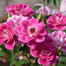 STANDARD BRILLIANT PINK ICEBERG FLORIBUNDA ROSE