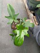 PHILODENDRON PEDATUM Sydney's Plant Market
