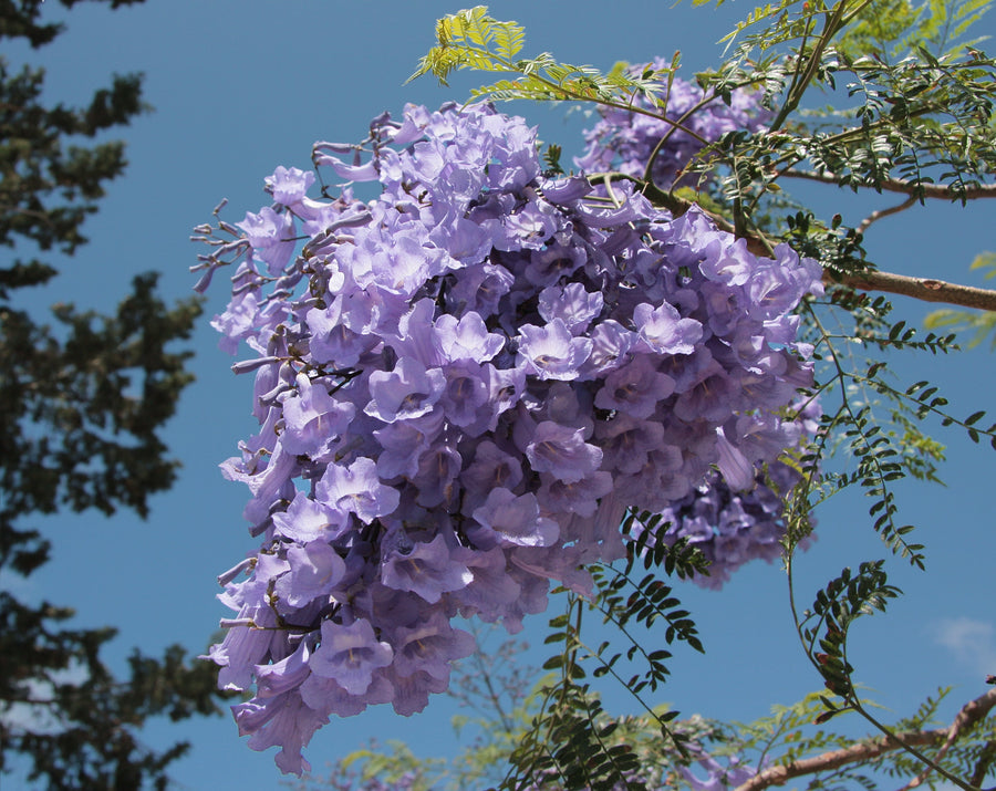 JACARANDA MIMOSIFOLIA Sydney's Plant Market
