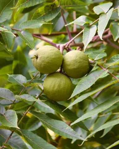 JUGLANS NIGRA BLACK WALNUT Sydney's Plant Market