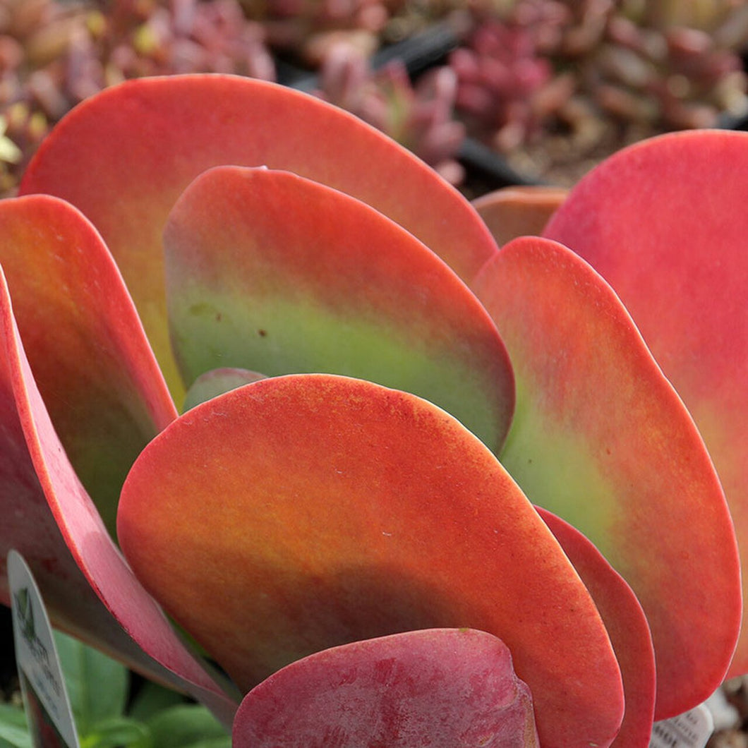 KALANCHOE FLAP JACKS