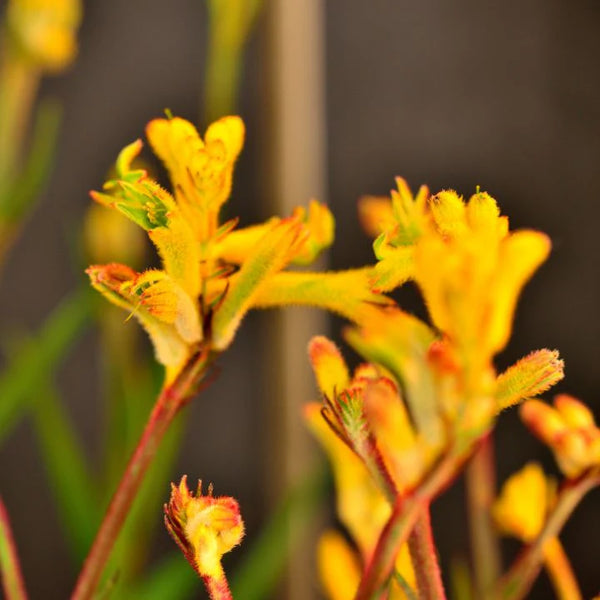 ANIGOZANTHOS BUSH ZEST - KANGAROO PAW