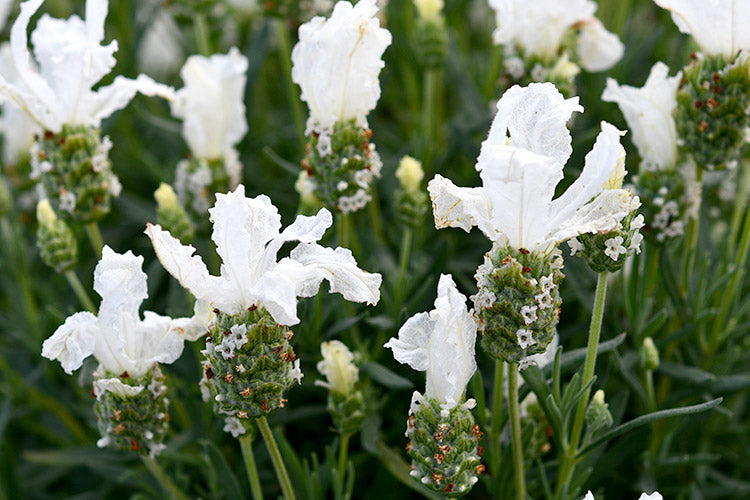 LAVENDER WHITE