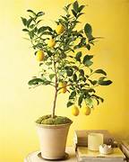 MEYER LEMON Sydney's Plant Market