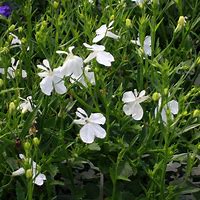 LOBELIA ERINUS WHITE 140MM