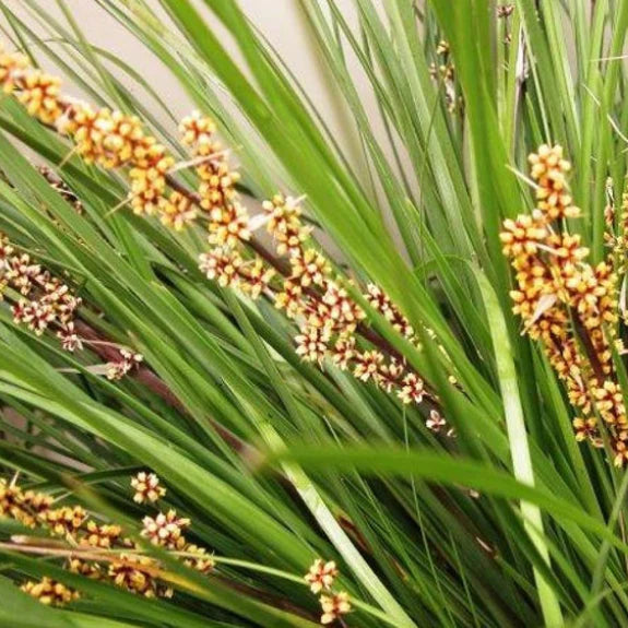 LOMANDRA LONGIFOLIA 'TANIKA' - Sydney's Plant Market