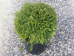 LONICERA NITIDA BALL