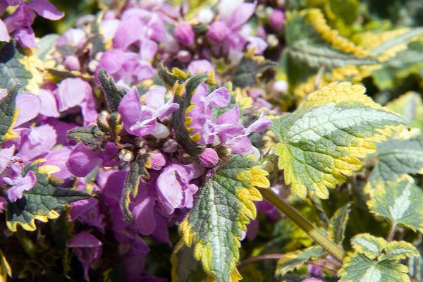 LAMIUM ANNE GREENAWAY Sydney's Plant Market