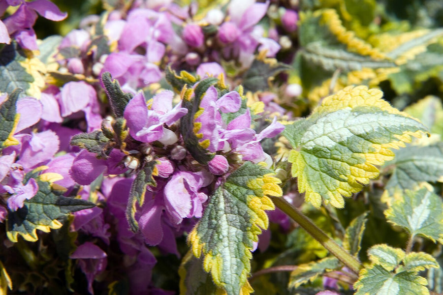 LAMIUM ANNE GREENAWAY Sydney's Plant Market