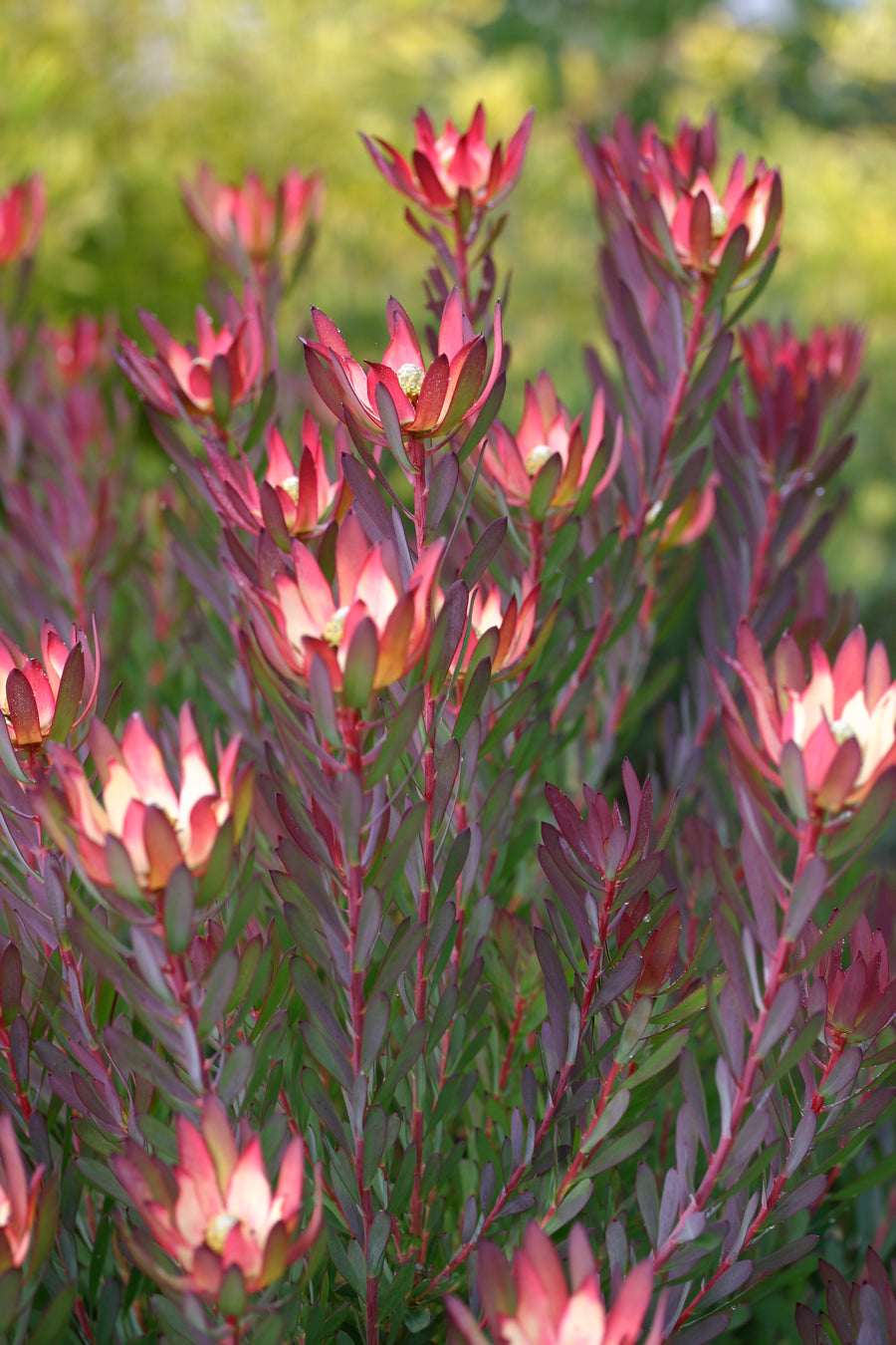 LEUCADENDRON SALIGNUM DEVILS BLUSH