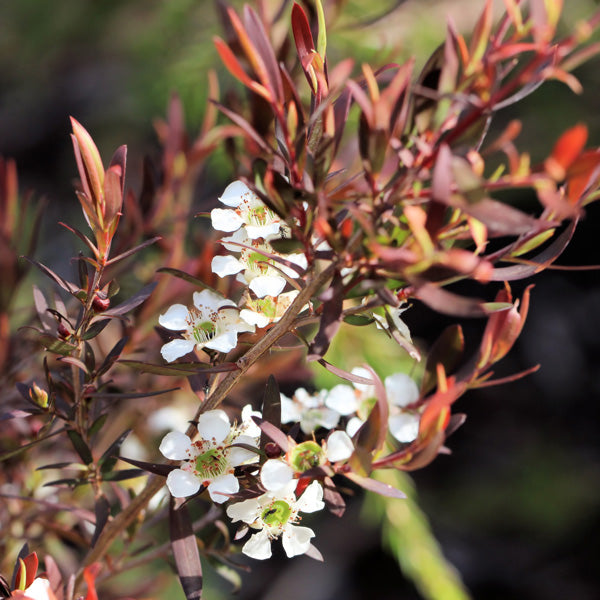 Leptospermum Burgandy