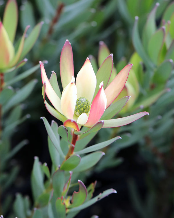 LEUCADENDRON SIXTEEN CANDLES