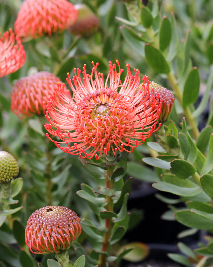 LEUCOSPERMUM 'SO SUCCESSFUL'