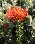 LEUCOSPERMUM VLAM