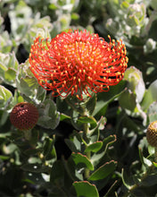 Load image into Gallery viewer, LEUCOSPERMUM VLAM
